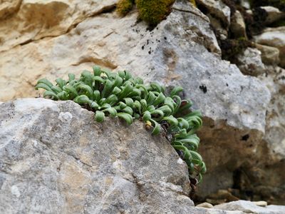 Saxifrage à feuilles en languette