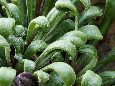 Saxifrage à feuilles en languette