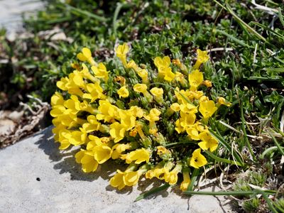 Androsace de Vital