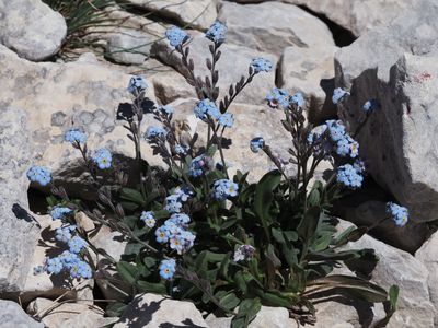 Myosotis alpestre