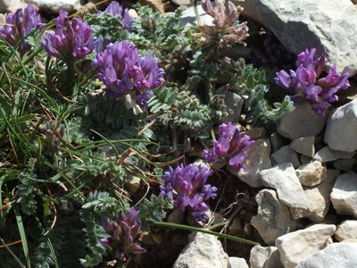 Oxytropis améthyste