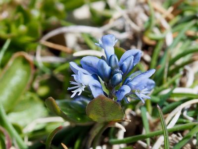 Polygala des Alpes