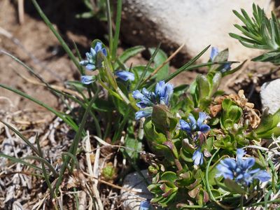 Polygala des Alpes
