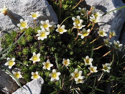 Saxifrage sillonée