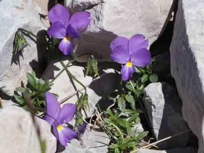 Pensée du mont Cenis
