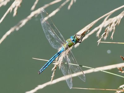 Anax empereur