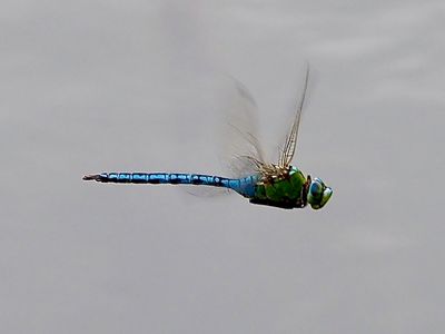 Anax empereur