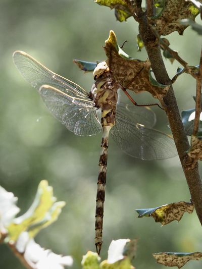 Aeschne paisible