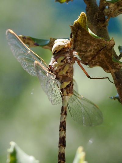 Aeschne paisible