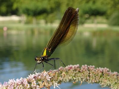 Calopteryx vierge méridional