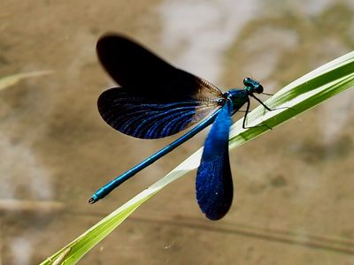 Calopteryx vierge méridional