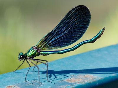 Calopteryx vierge méridional