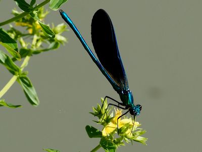 Calopteryx vierge méridional