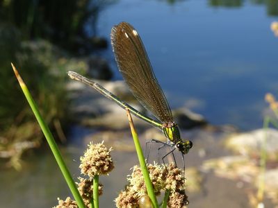 Calopteryx vierge méridional