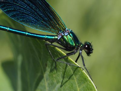 Calopteryx vierge méridional