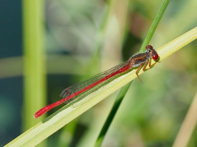 Cériagrion délicat