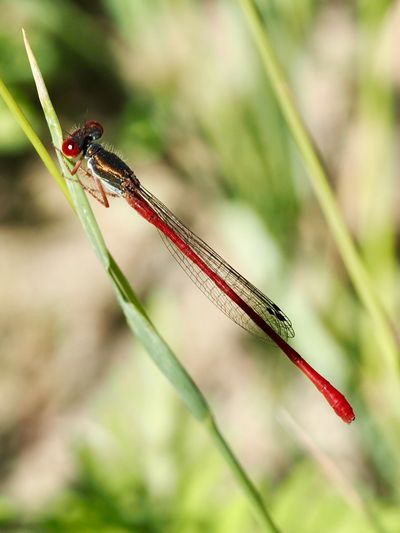 Cériagrion délicat