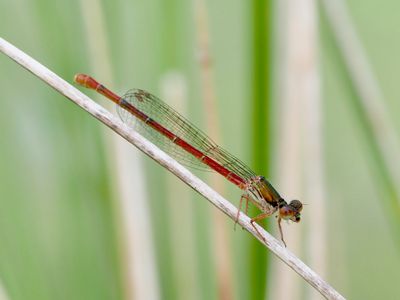 Cériagrion délicat