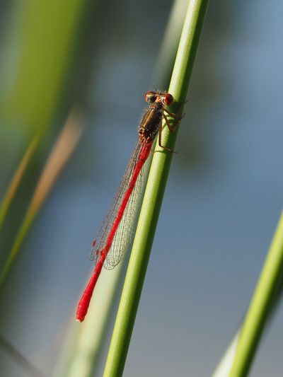 Cériagrion délicat