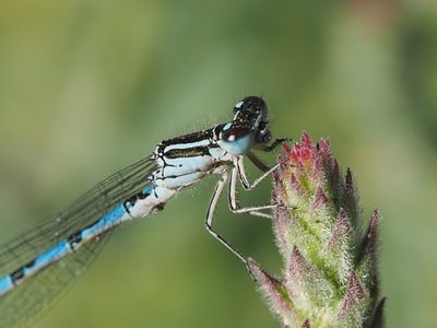 Agrion de mercure