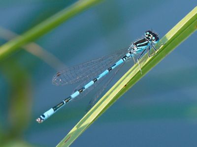 Agrion de mercure