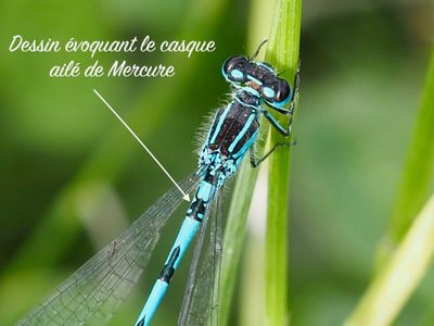 Agrion de mercure