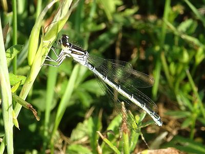 Agrion de mercure