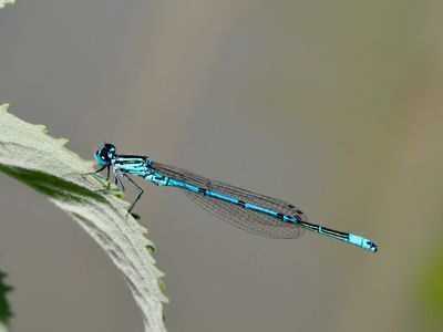 Agrion jouvencelle