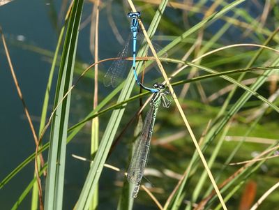 Agrion jouvencelle