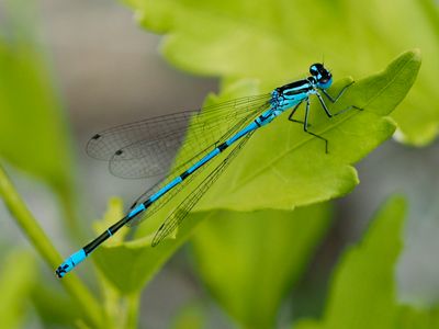 Agrion jouvencelle