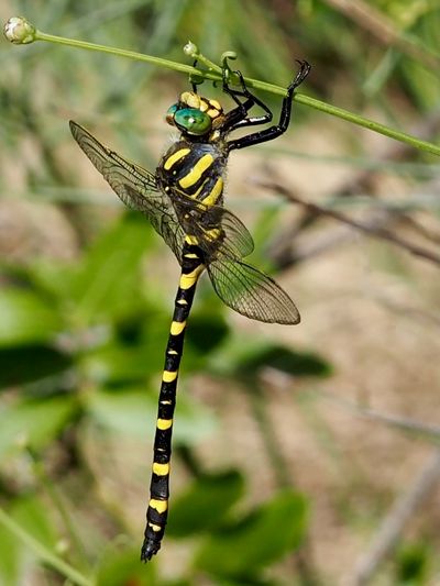 Cordulégastre annelé