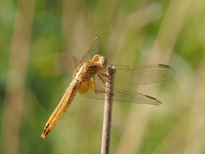 Crocothémis écarlate