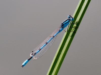 Agrion porte-coupe