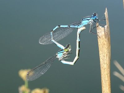 Agrion porte-coupe