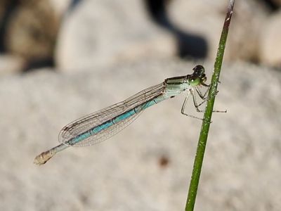 Naïade aux yeux bleus