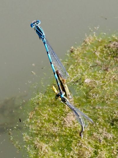 Naïade aux yeux bleus