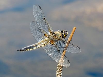 Libellule à quatre taches