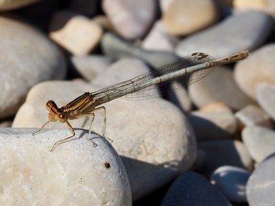 Agrion orangé