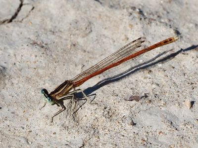 Agrion orangé