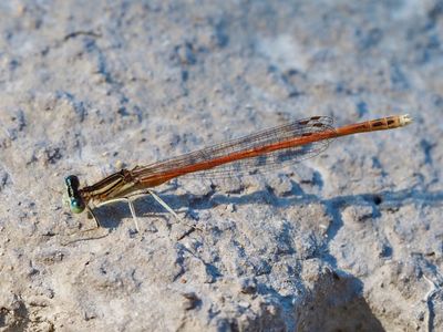 Agrion orangé