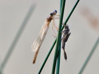 Agrion blanchâtre