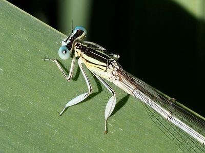 Agrion blanchâtre