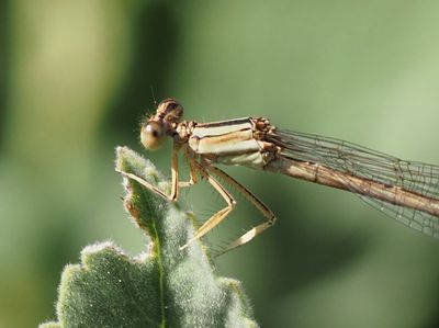 Agrion blanchâtre