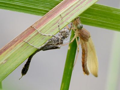 Agrion blanchâtre