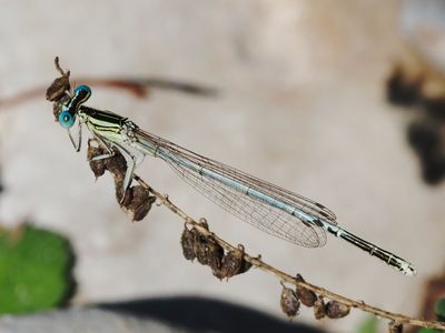 Agrion blanchâtre