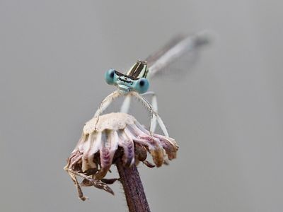 Agrion blanchâtre