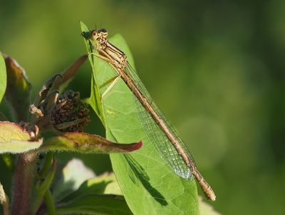 Agrion blanchâtre