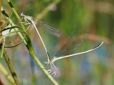 Agrion blanchâtre