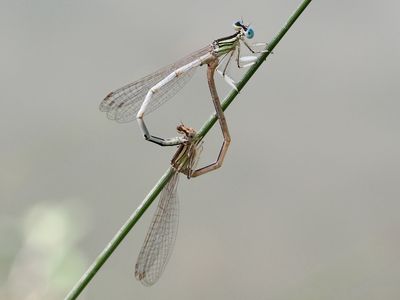 Agrion blanchâtre