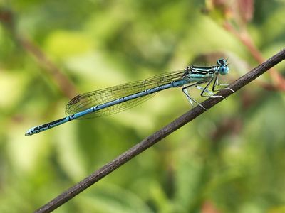 Agrion à larges pattes